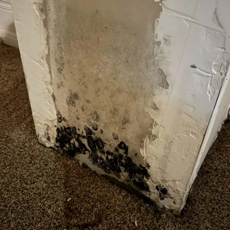 Professional Mold Removal in Antwerp, OH